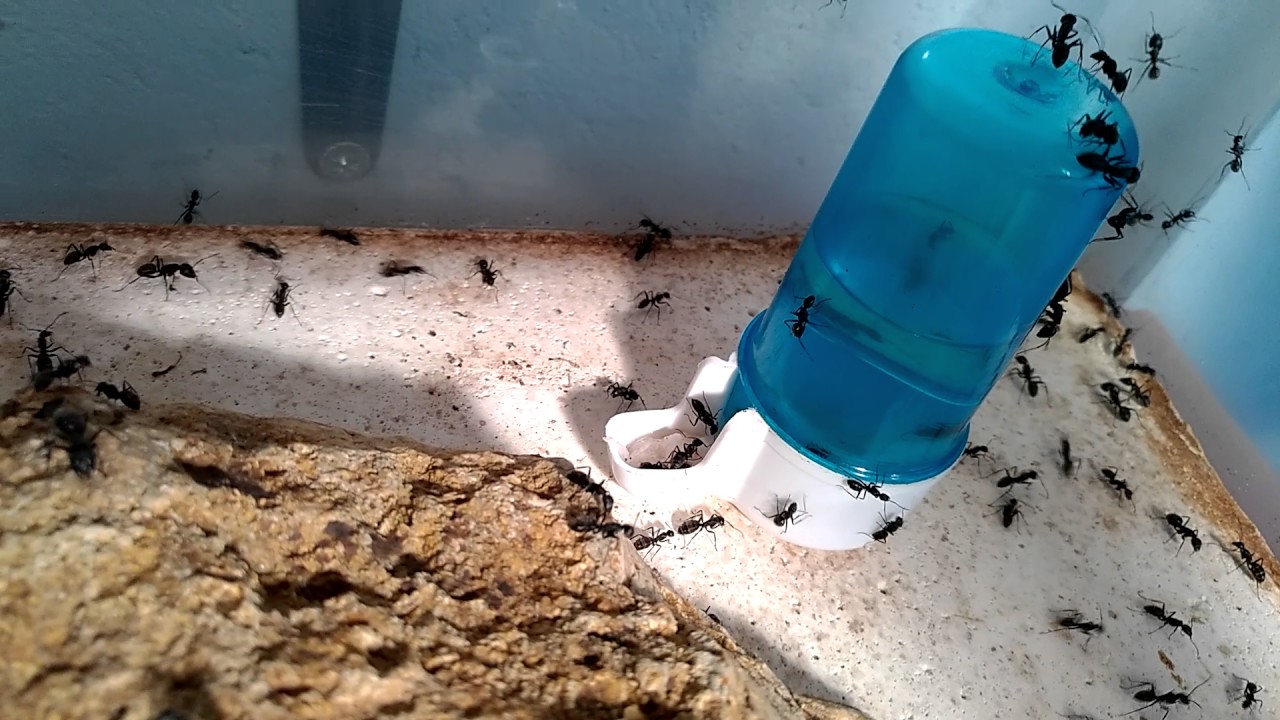 Fourmis camponotus vagus suivi d'élevage