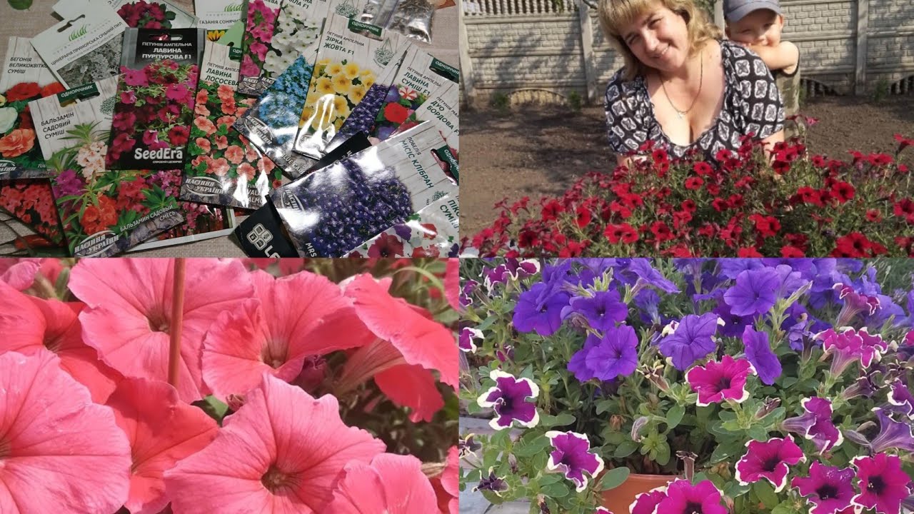 Посіємо петунію і поговоримо про життя