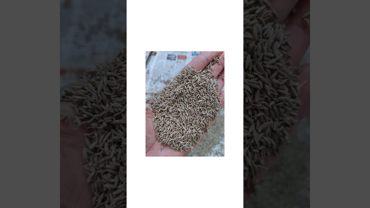 Cumin seed
