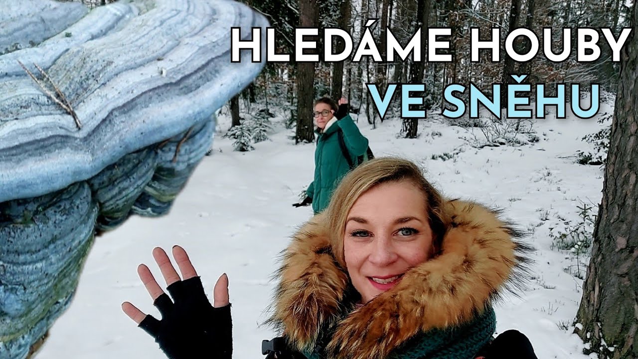 Hledáme dřevokazné houby ve sněhu. Houbaření na Karlovarsku 28.1.2026