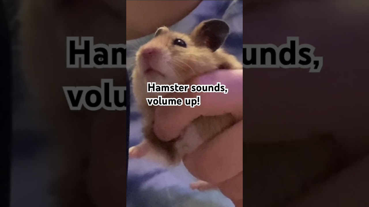 Cute hamster sounds #viral #cute #youtube #trending #video #shorts #fyp #soundcloud #microphone #fup