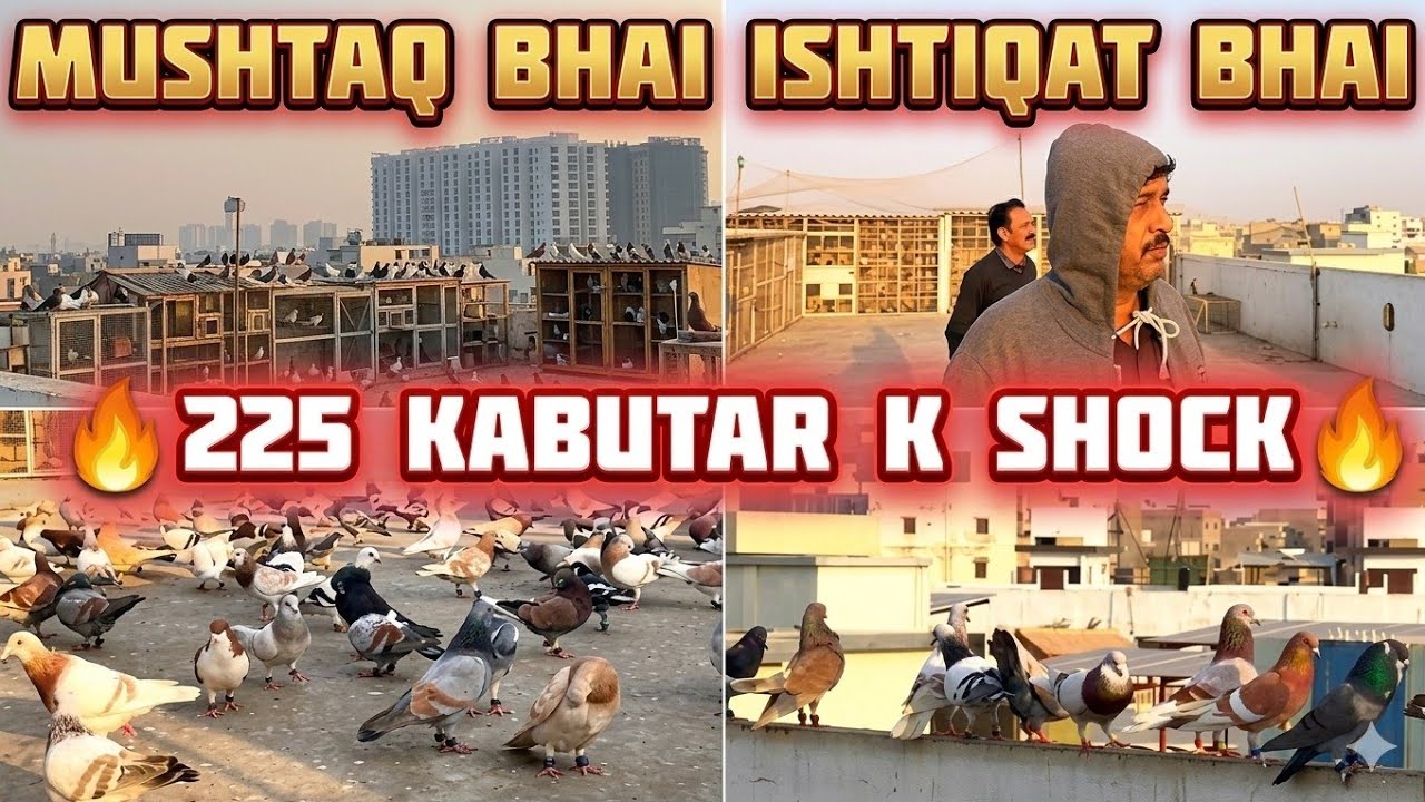 MUSHTAQ Bhai ISHTIQAT Bhai |  Desi Kabootar | 🇵🇰 Most Expensive | 100 Kabootar | 🇵🇰 Most Expensive
