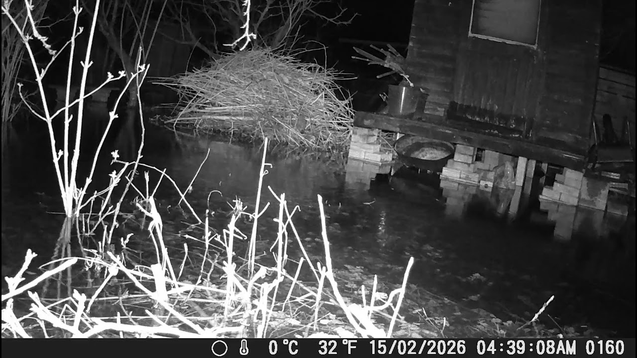 Rat swimming at the flooded allotment, nighttime