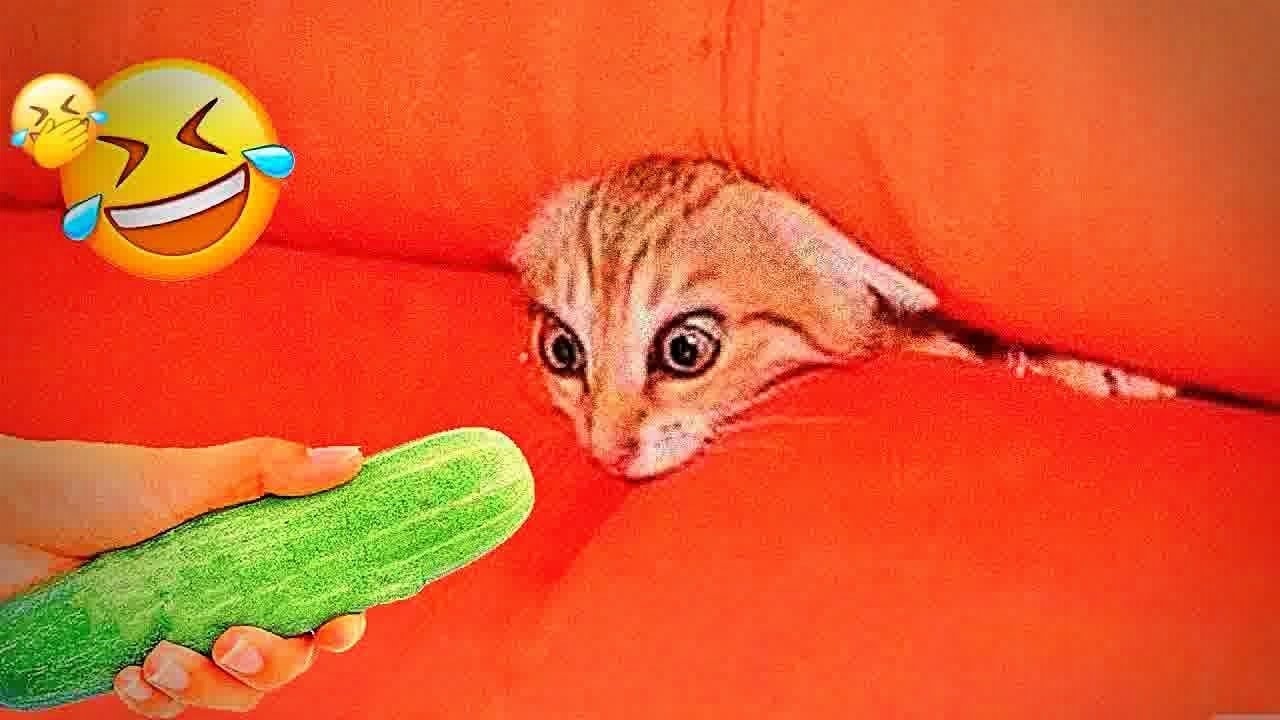 FUNNY CATS are the perfect mood booster 💓😂 Best FUNNY CAT videos 2024