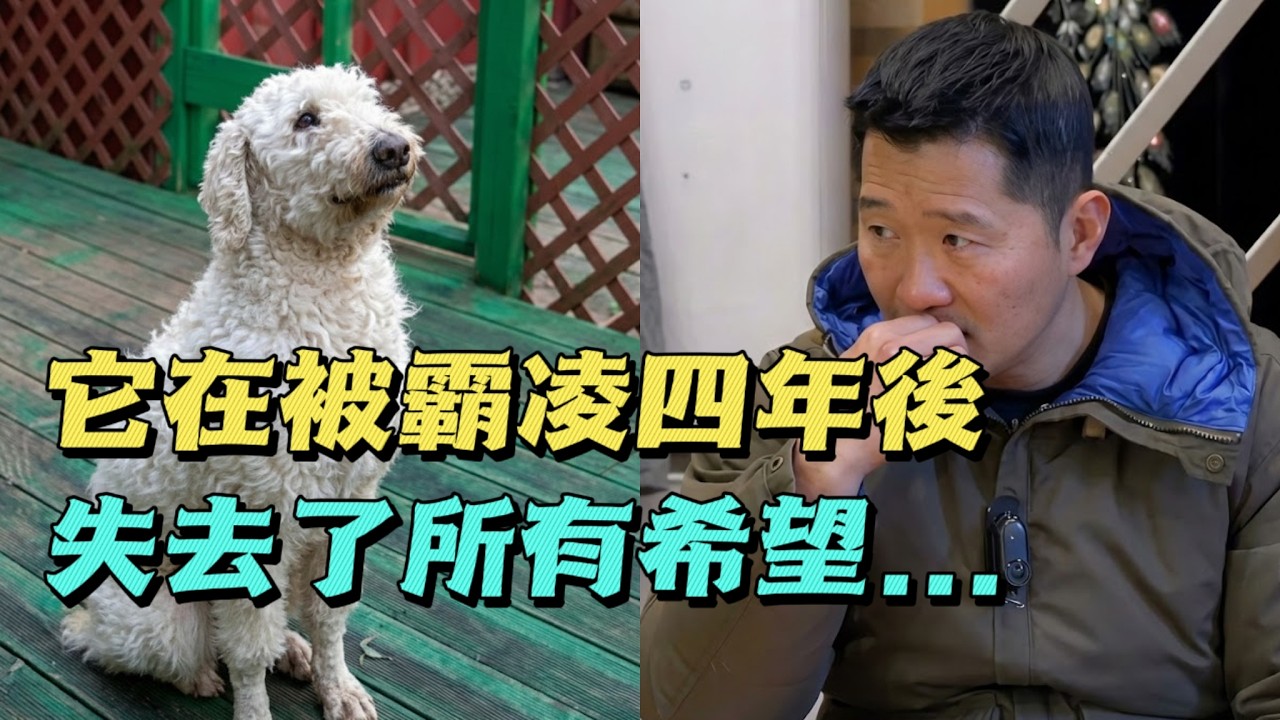 貴賓狗無緣無故被霸凌4年！主人卻說它是「世界上最自私的狗」訓犬師心碎到看不下去😭