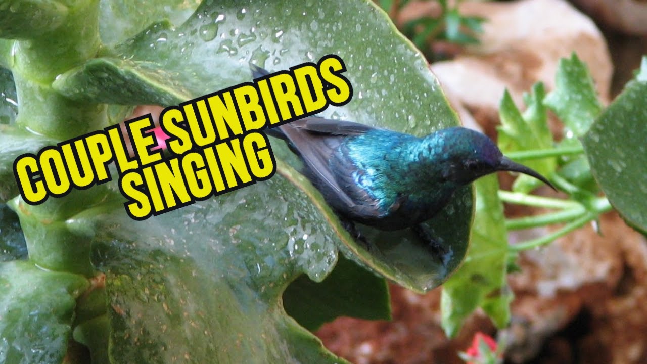 Couple Sunbirds Singing-Sunbird singing - Birds of Israel