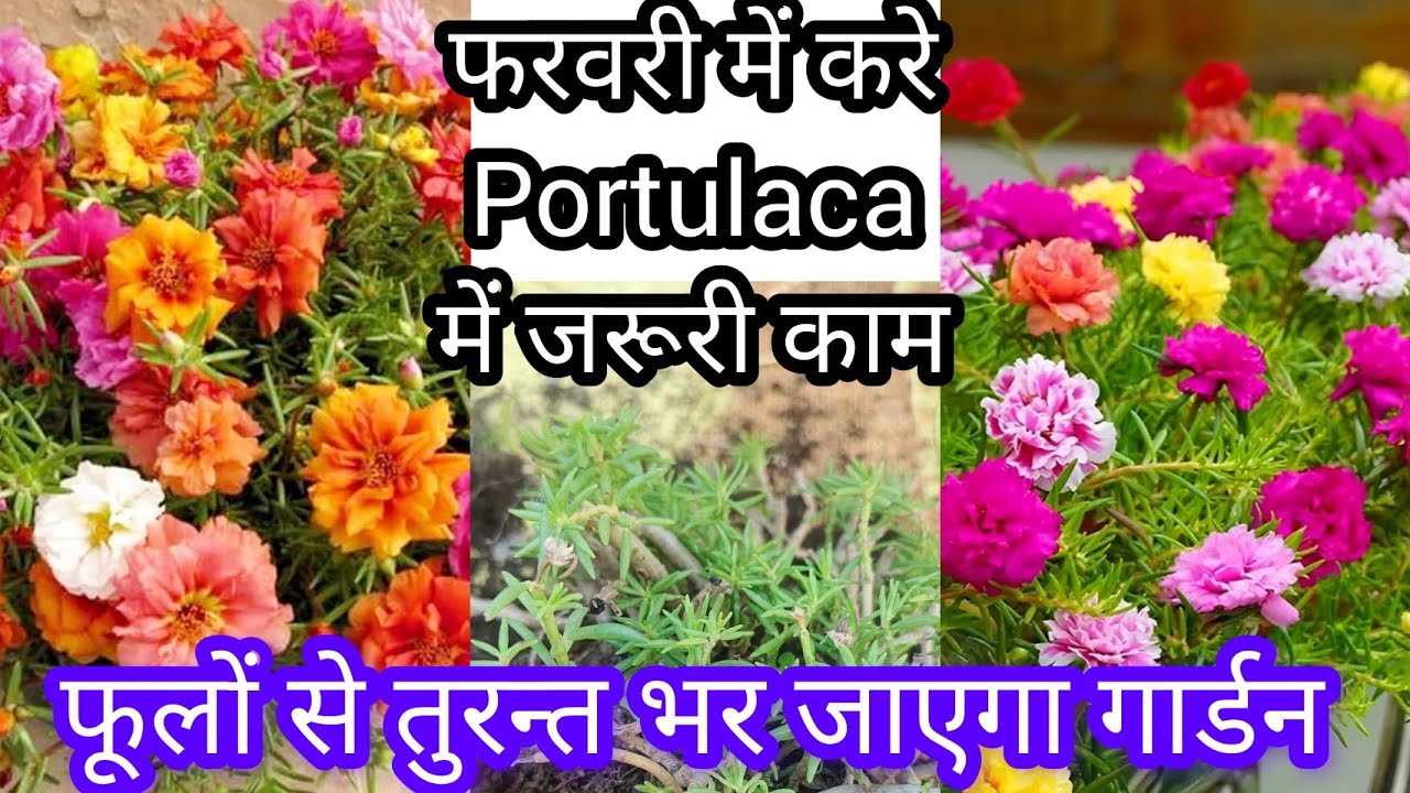 फरवरी में करे moss rose/ portulaca में जरूरी काम फूलों से तुरन्त भर जाएगा गार्डन 