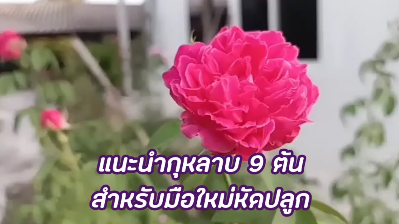 แนะนำ​กุหลาบเลี้ยงง่าย 9 สายพันธุ์​ สำหรับมือใหม่
