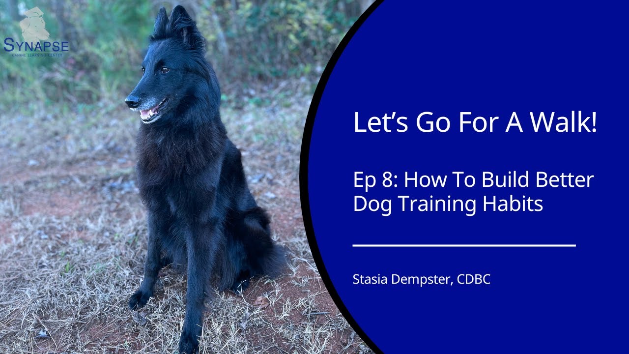 Improve Your Dog Training Habits | Let's Go For A Walk! Ep 8