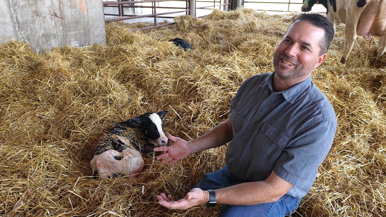 Modern Dairy Farming: Caring for Cows