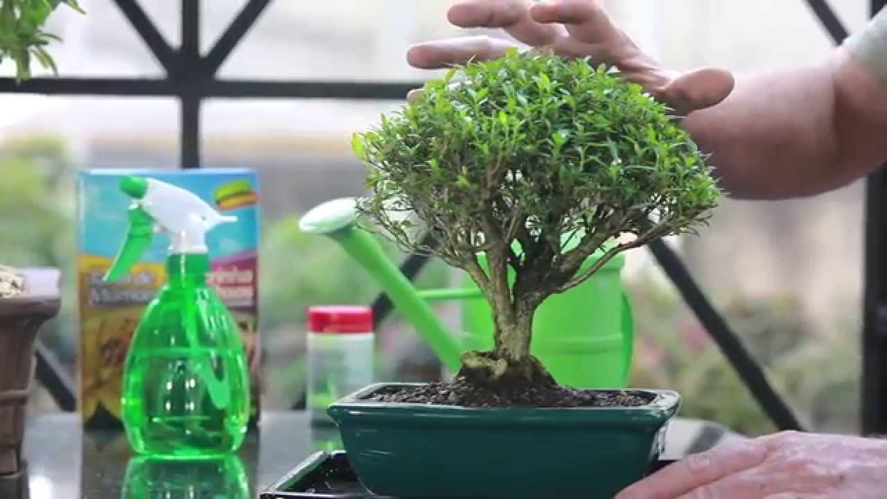 Como cuidar de Bonsai