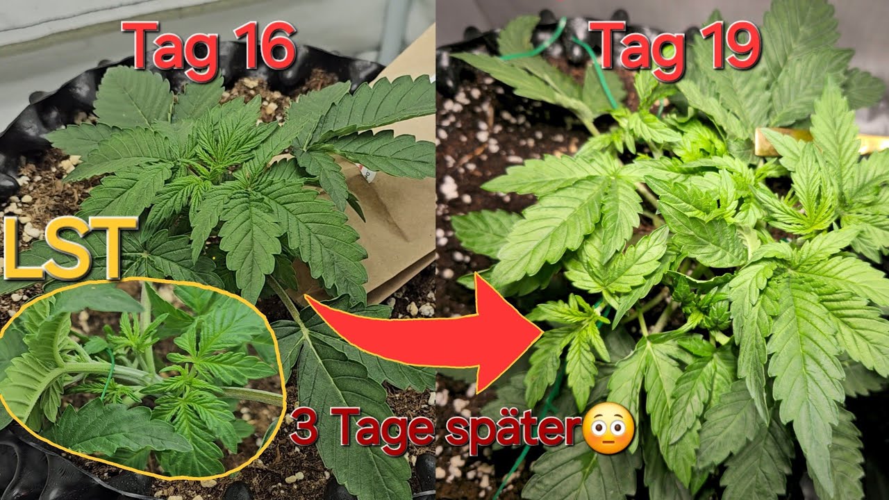 Low Stress Training f&uuml;r Anf&auml;nger bei Automatics/Autoflower - Cannabis runterbinden mit Pflanzendraht