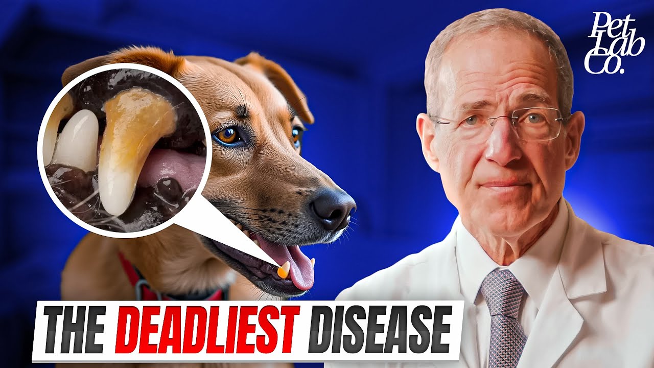 The Silent Disease All Dog Owners Should Know About - Dr. Jan Bellows
