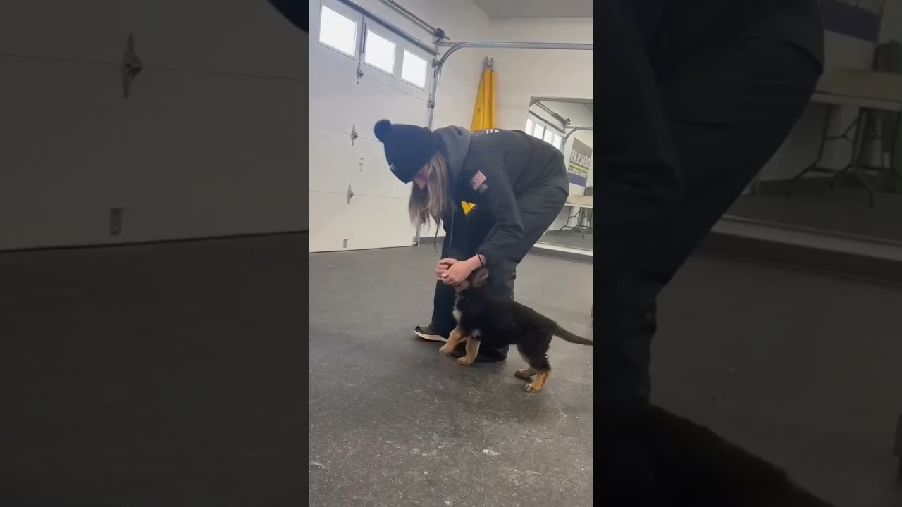 9 week old Esha learning hand targeting and movement for competition heel work