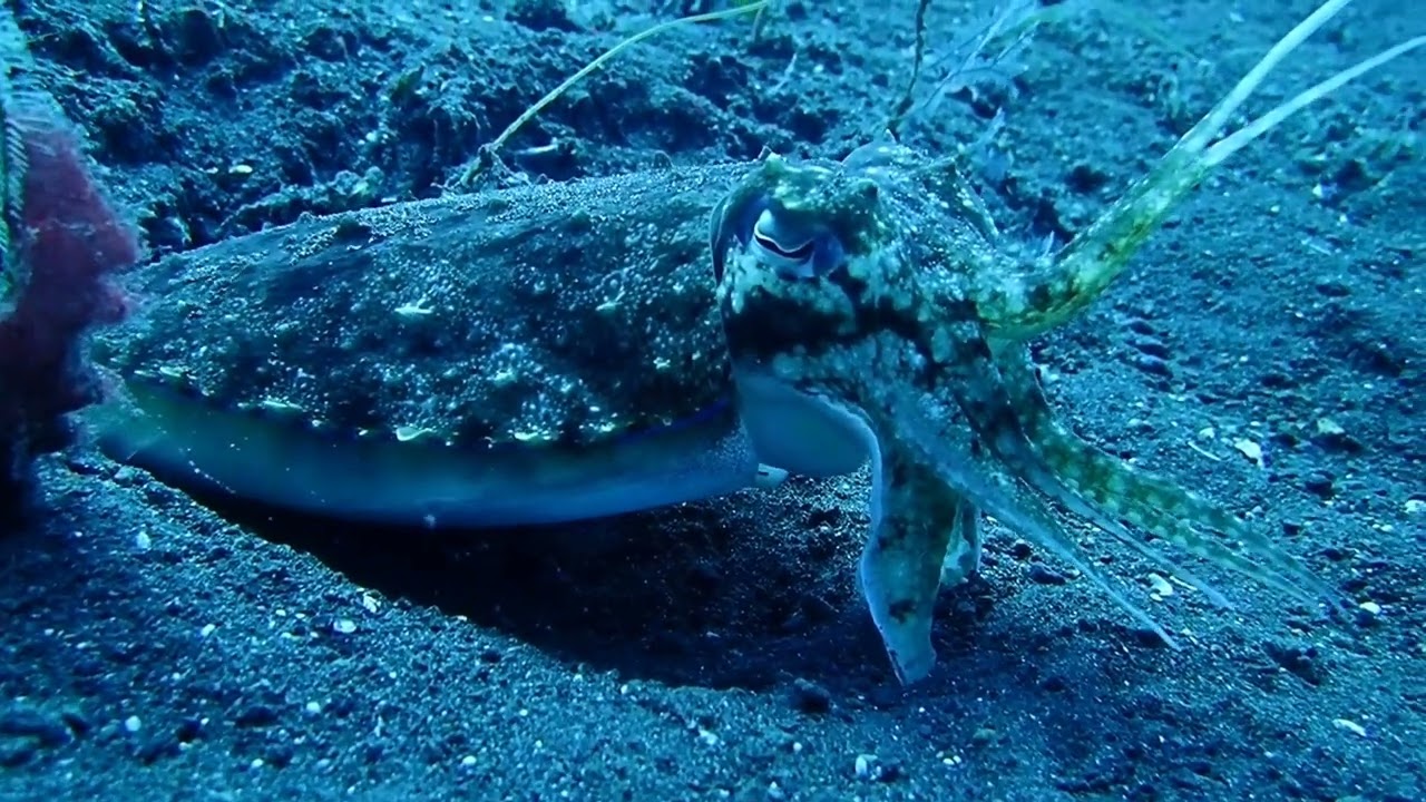 SQUID EGGS