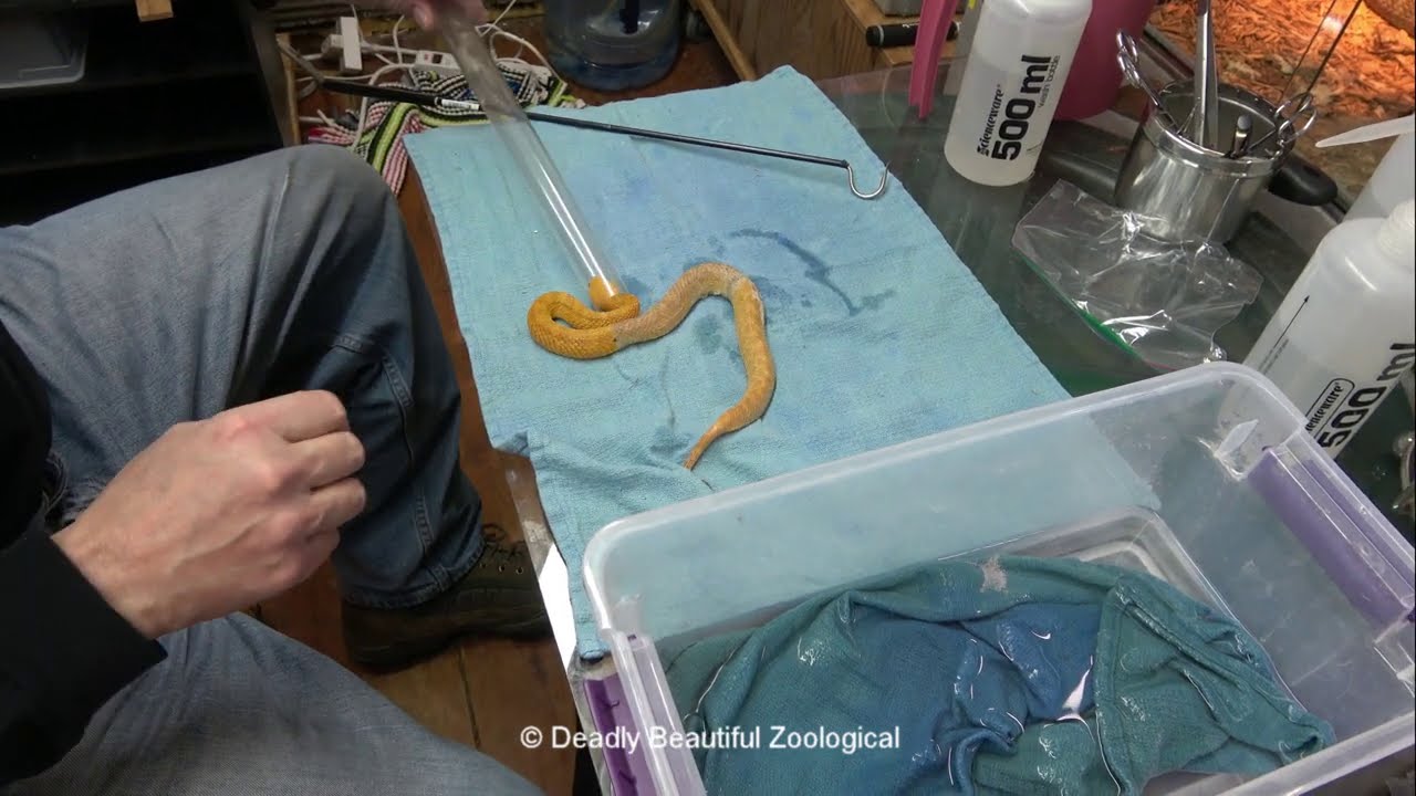 Squam Problem and Curious Russells Vipers movie