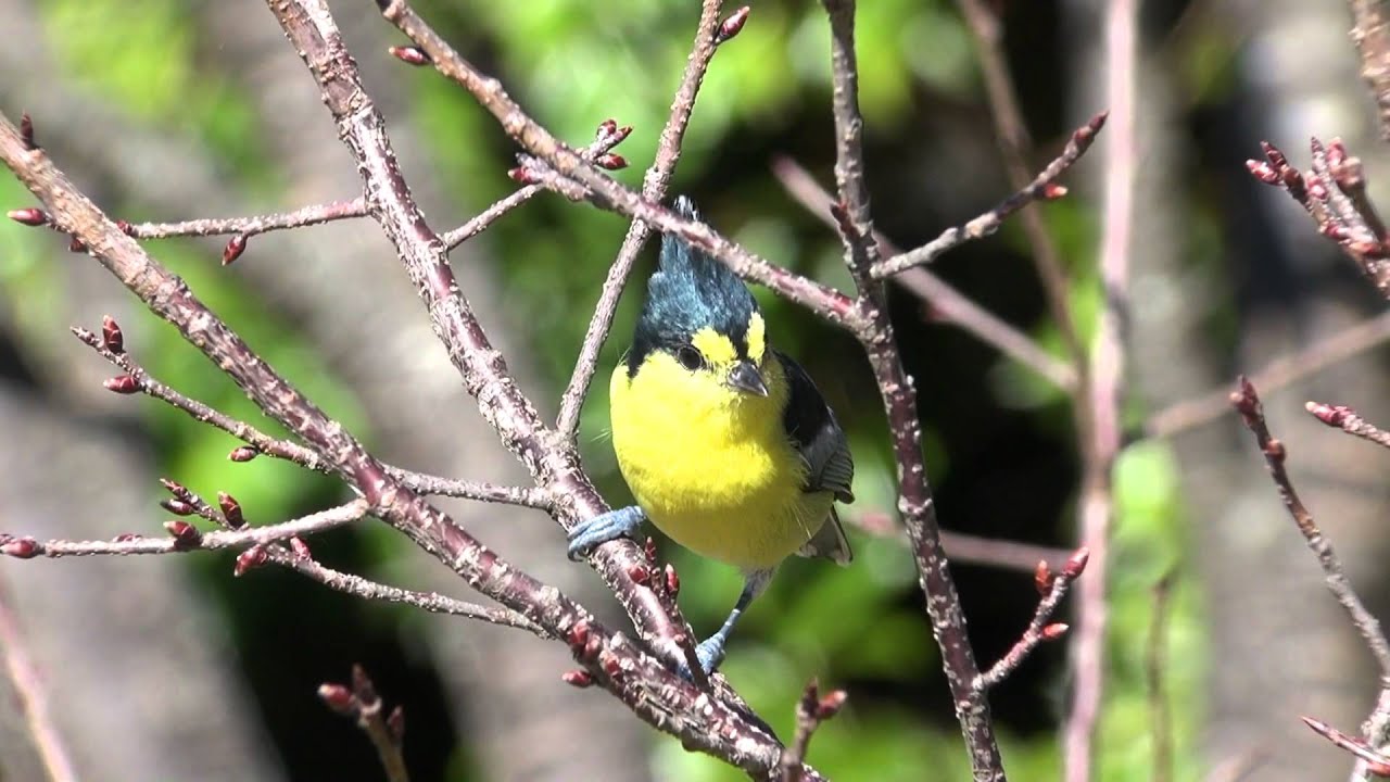2012-0108-101833  黃山雀@奧萬大  (Yellow Tit)