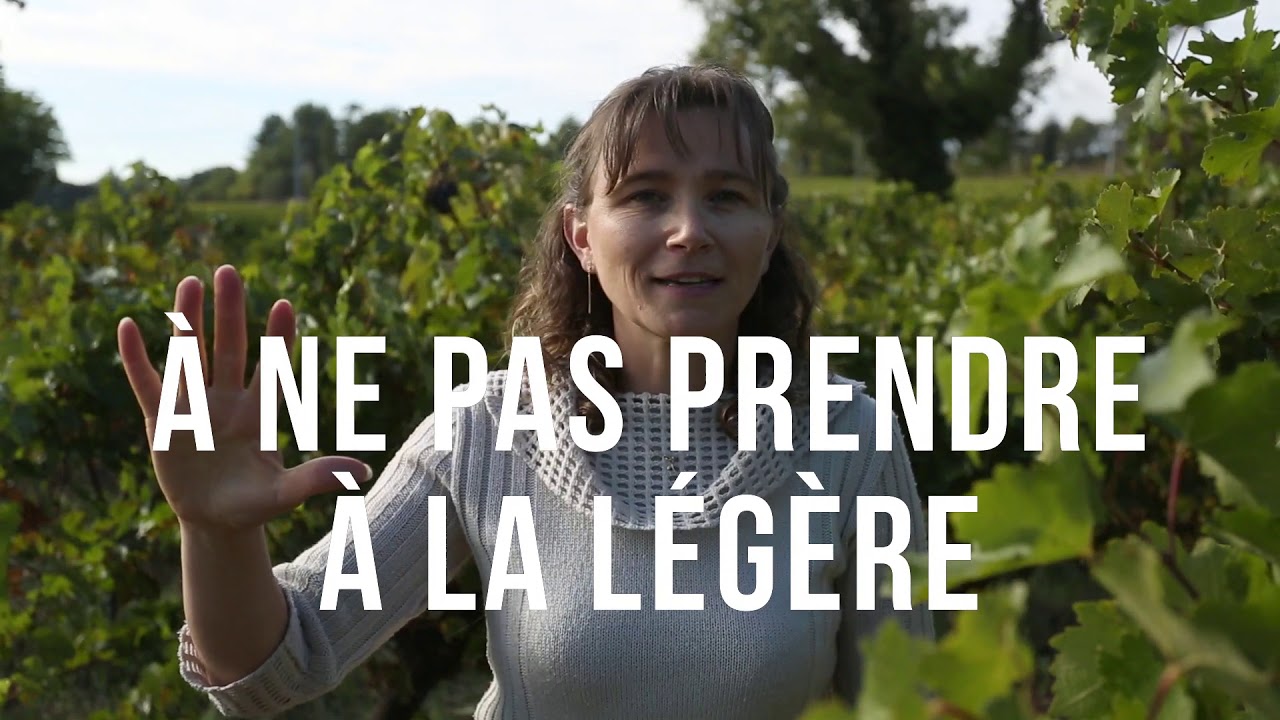 Flavescence dorée : luttons collectivement pour assainir notre vignoble!