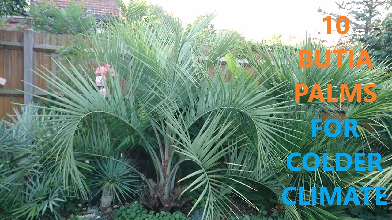 🔟 Ten Butia & hybrids feather palm trees for ❄ colder climates in our UK 🇬🇧 exotic tropical garden🌴