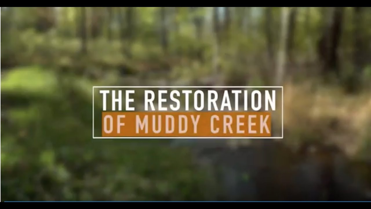 The Restoration of Muddy Creek