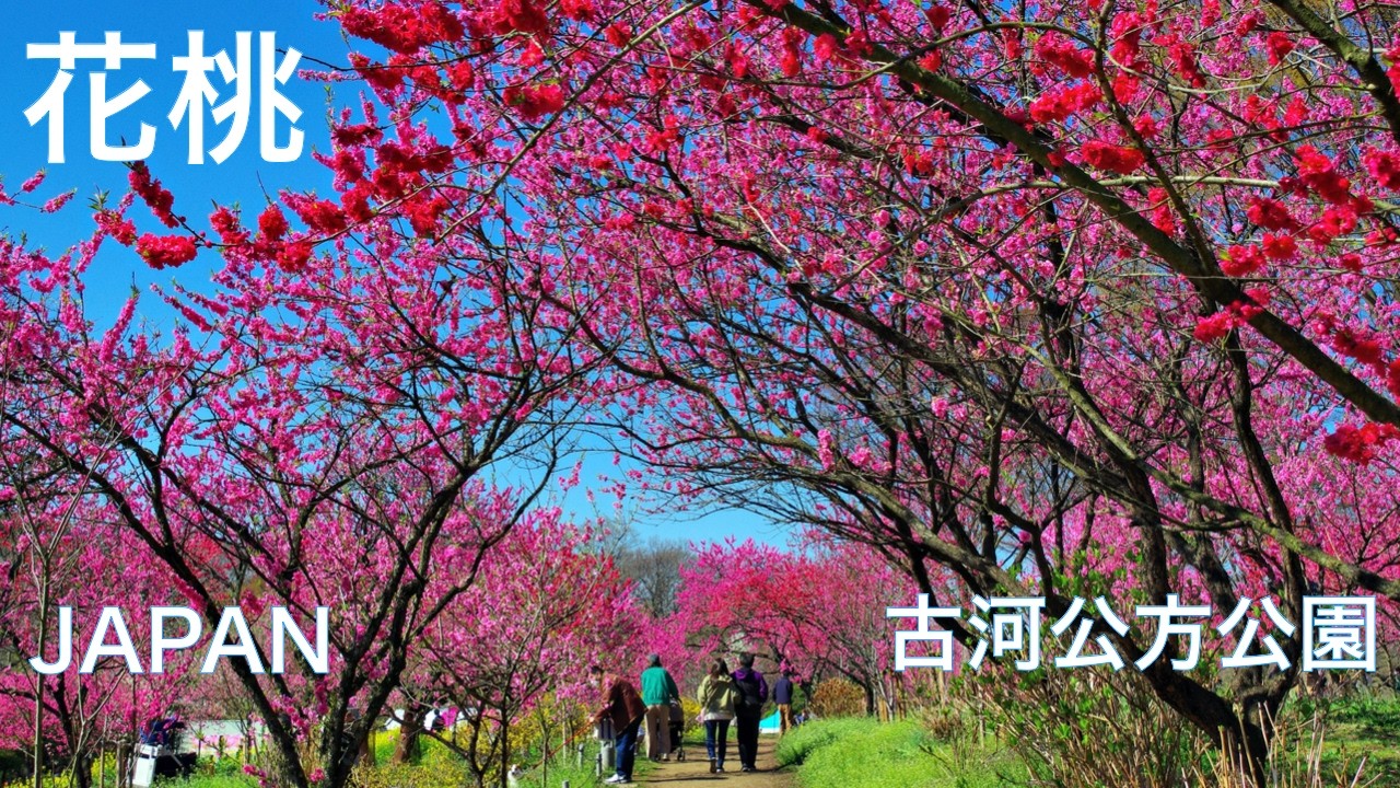 【花桃 ：古河公方公園】満開の花桃さんぽ｜約1800本のハナモモが咲く桃源郷の春景色 　茨城県古河市　茨城観光　春の花　Ibaraki, JAPAN　 古河桃まつり