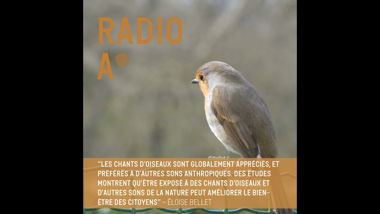 La ville à hauteur d’oiseaux
