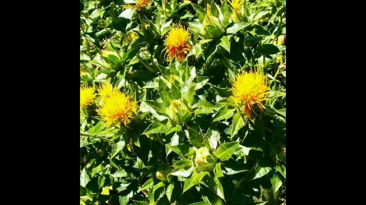 ಕುಸುಬೆ ಬೆಳೆಯುವ ವಿಧಾನ.How to grow saffaron seeds.#india#karnataka #kalaburagi