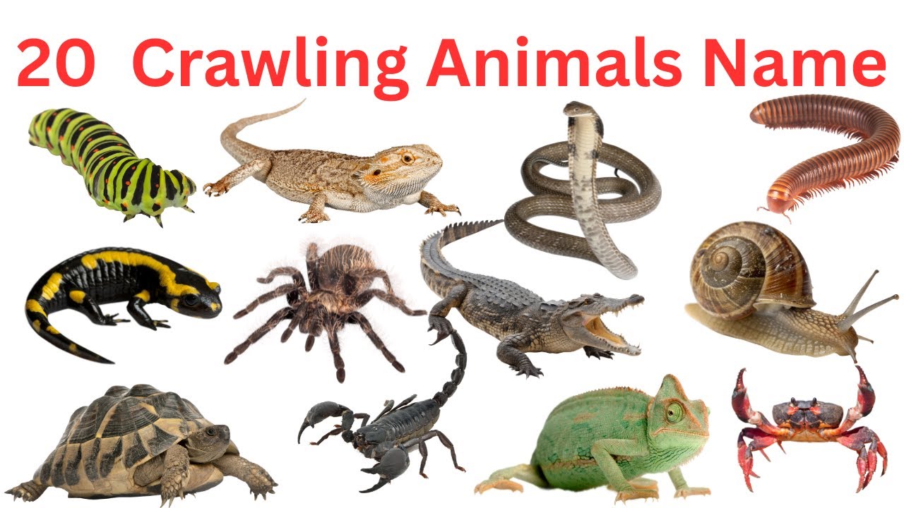 20 रेंगने  वाले जानवर के नाम सीखे बच्चों के लिए | रेंगने वाले जानवर | Learn 20 Crawling Animal Names
