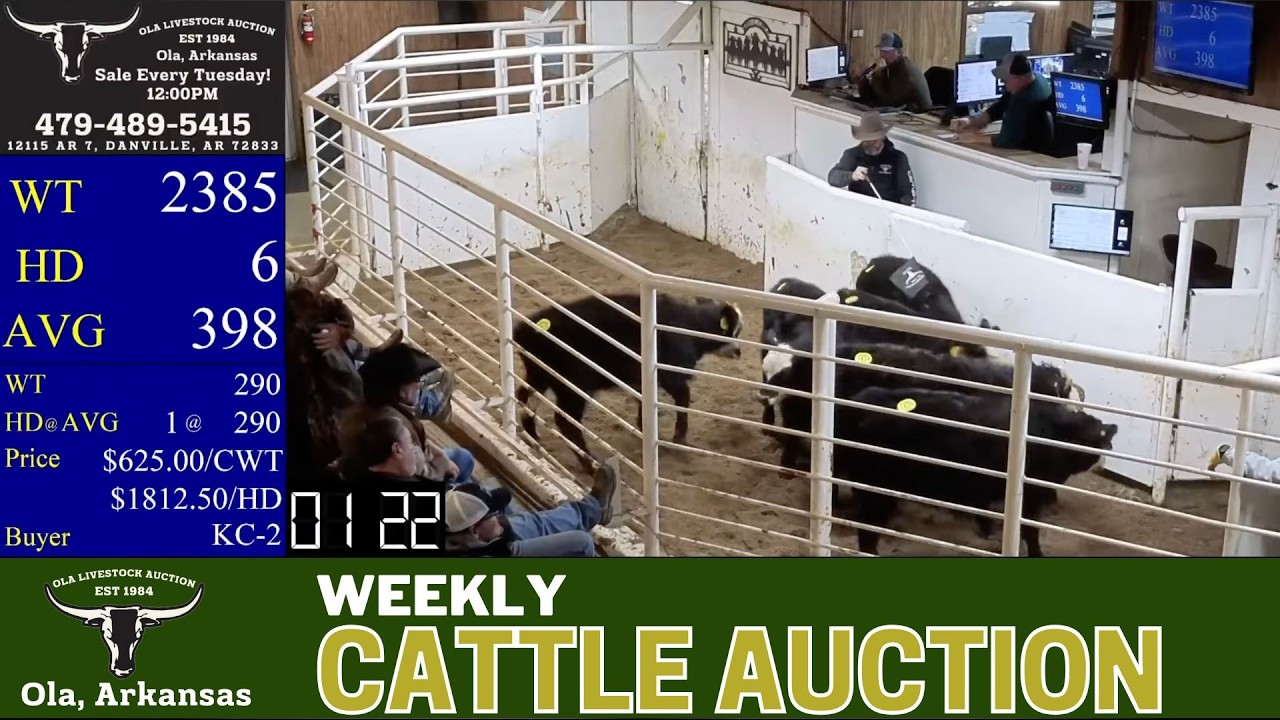 Central Arkansas Cattle Auction LIVE | Ola Livestock Auction | Feb 3, 2026
