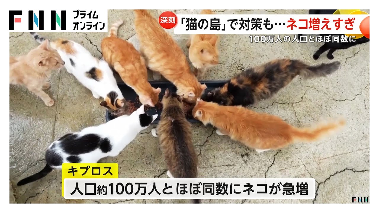 「猫の島」で“猫の急増”が深刻な問題に…地中海に浮かぶ「キプロス」で人口100万人とほぼ同数に