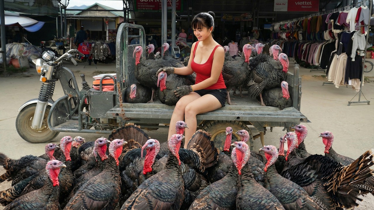[TIMELAPSE] -- 199 Days Harvesting A Lot Of Big Turkeys, Turkey Eggs, Geese Go To Sell