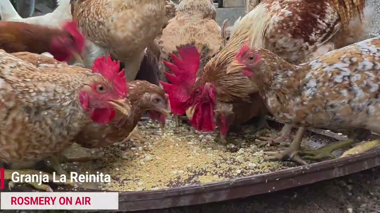 Mi mamá me dejó cuidando las gallinas  #honduras #gallinas #chickens #ranchomarias