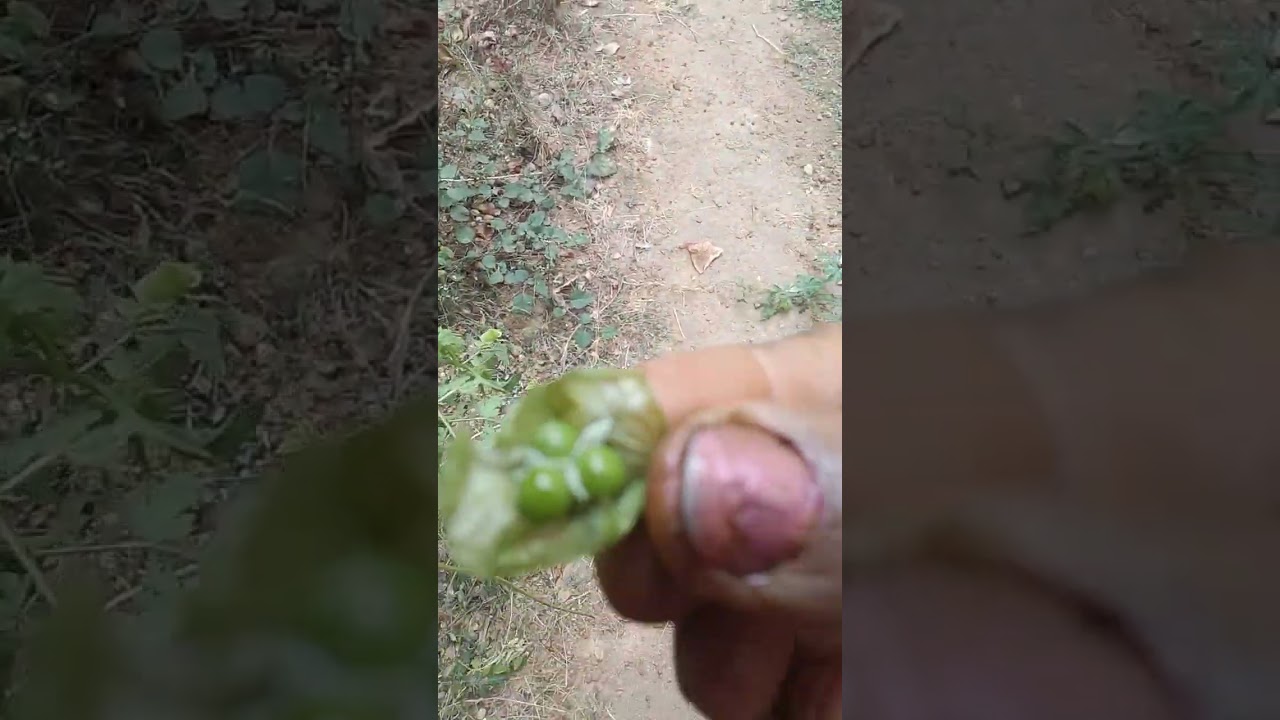 Rhumatisum, podoku neku plant@ Mudakathan kerrai⛑️⛑️