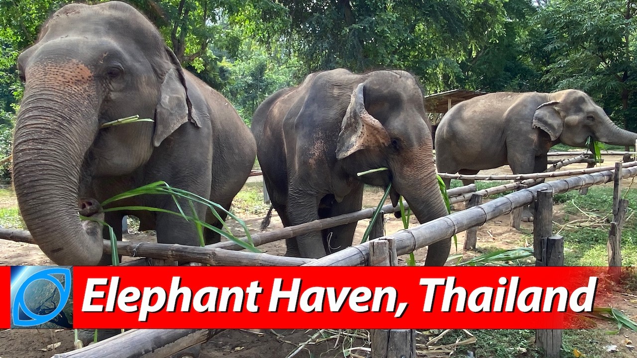 Удивительный день в Elephant Haven 🇹🇭 Канчанабури