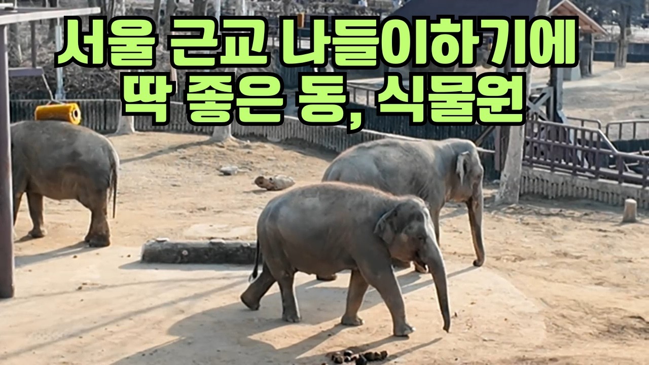 서울근교 나들이하기 좋은 곳/과천서울대공원 동물원, 식물원/자녀, 손주와 함깨 가기 좋은 힐링여행지/KoreabeautifulPlaces/koreatravelvlog/Seoul