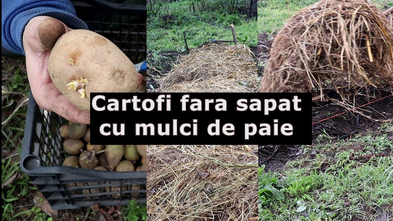Incerc să plantez cartofi cu mulci #permacultura