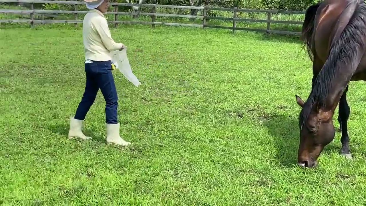 被災馬ＦＨ・コテツを訪ねて