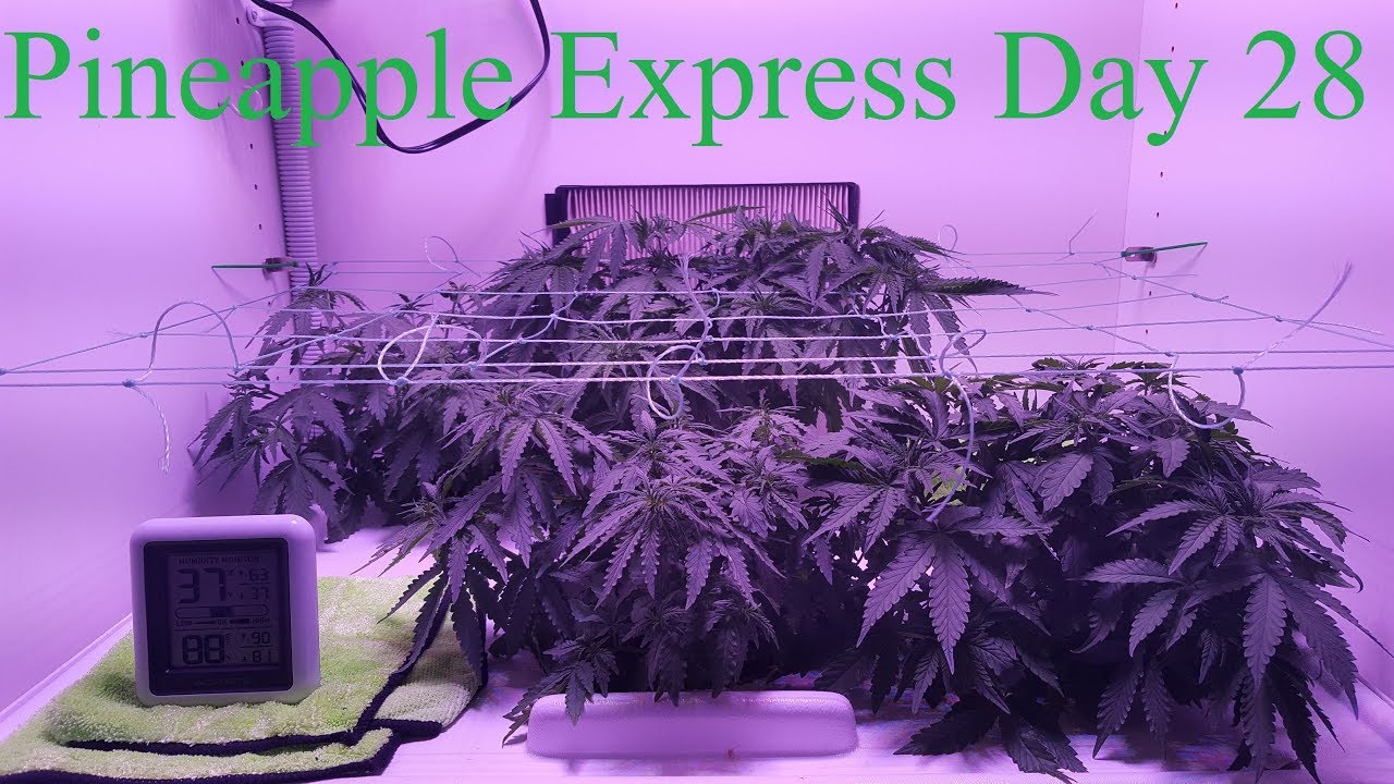 Cloudponics Grow Day 28 Pineapple Express