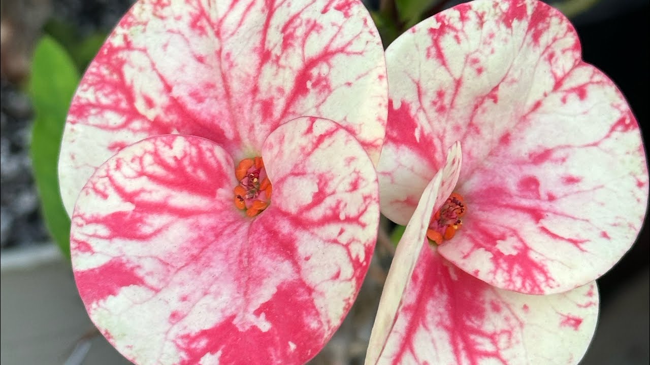 Floración nueva de coronas de Cristo 