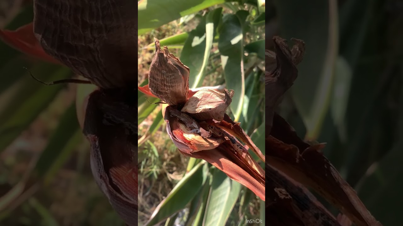 This is what seeds of a bird of paradise look like | Strelitzia | #seeds #plants #flowers #nature