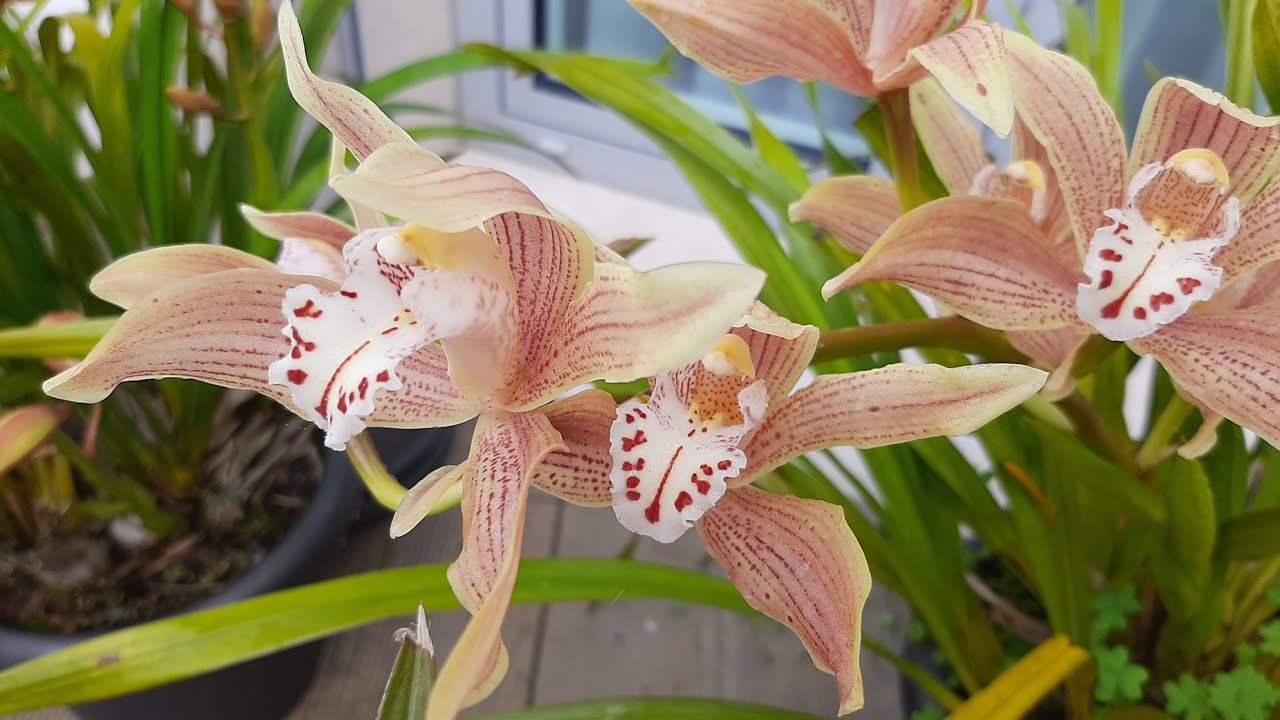ORQUIDEAS Cymbidium  importância da temperaturas e clima para ter bonitas orquídeas.