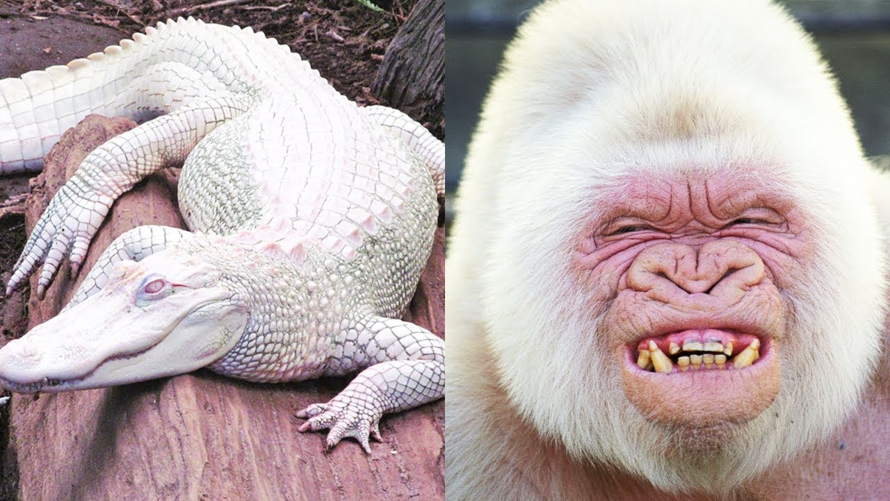 TOP 30 VZ&Aacute;CN&Iacute; ZV&Iacute;ŘEC&Iacute; ALB&Iacute;NI