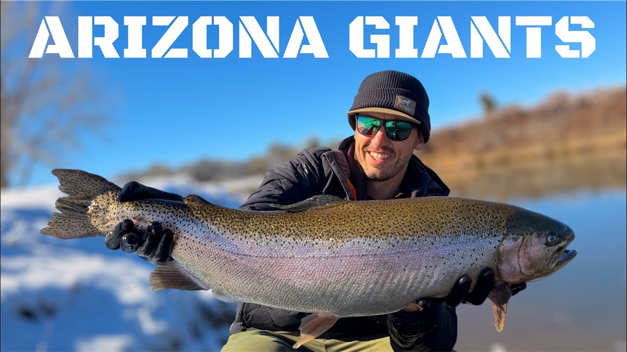 Fly Fishing for Arizona’s Giant Rainbow Trout