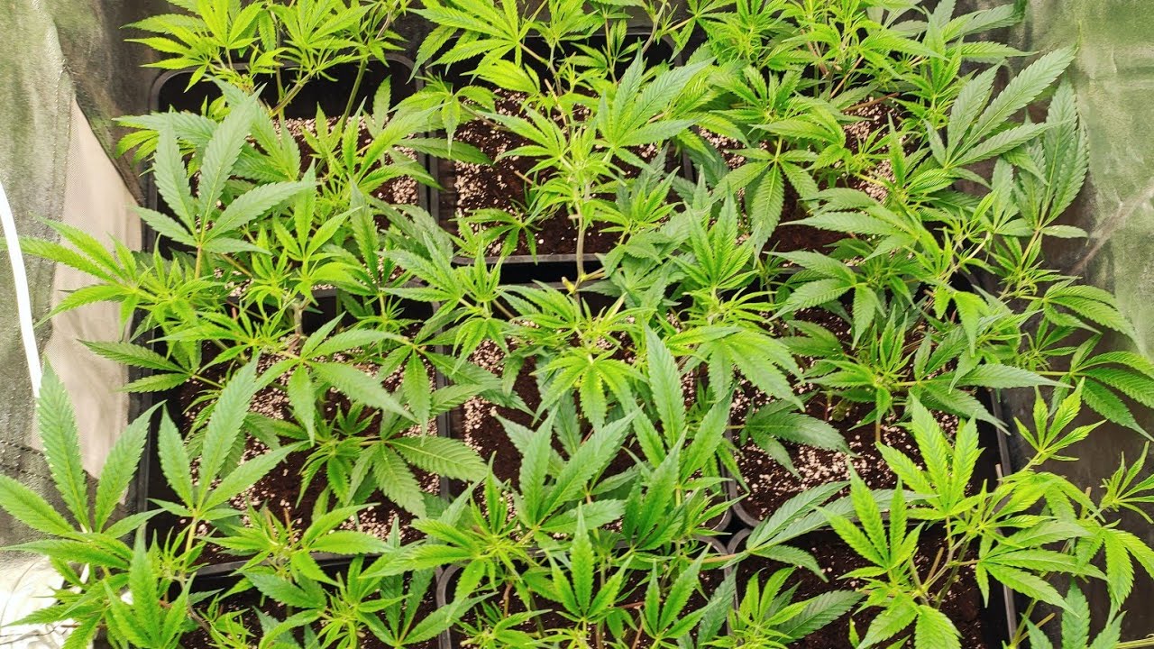 2&deg; Video //LUMATEK ATTIS 200W\\Crecimiento Vegetativo Sem 2/\ESQUEJES/Cultivo Led Marihuana