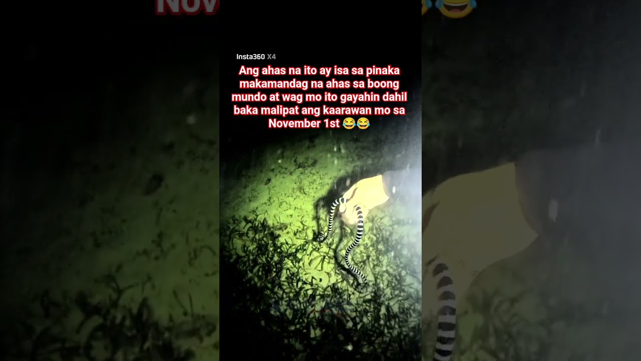 most venomous snake in the world Sea Snake #motopliervlog #seasnakes #mostvenomoussnake #shorts