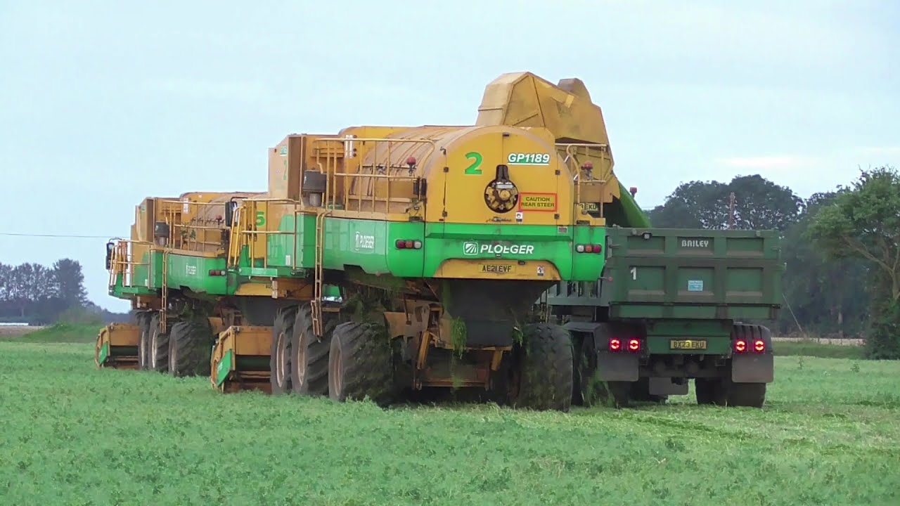 pea vining 2024  10th aug 2024