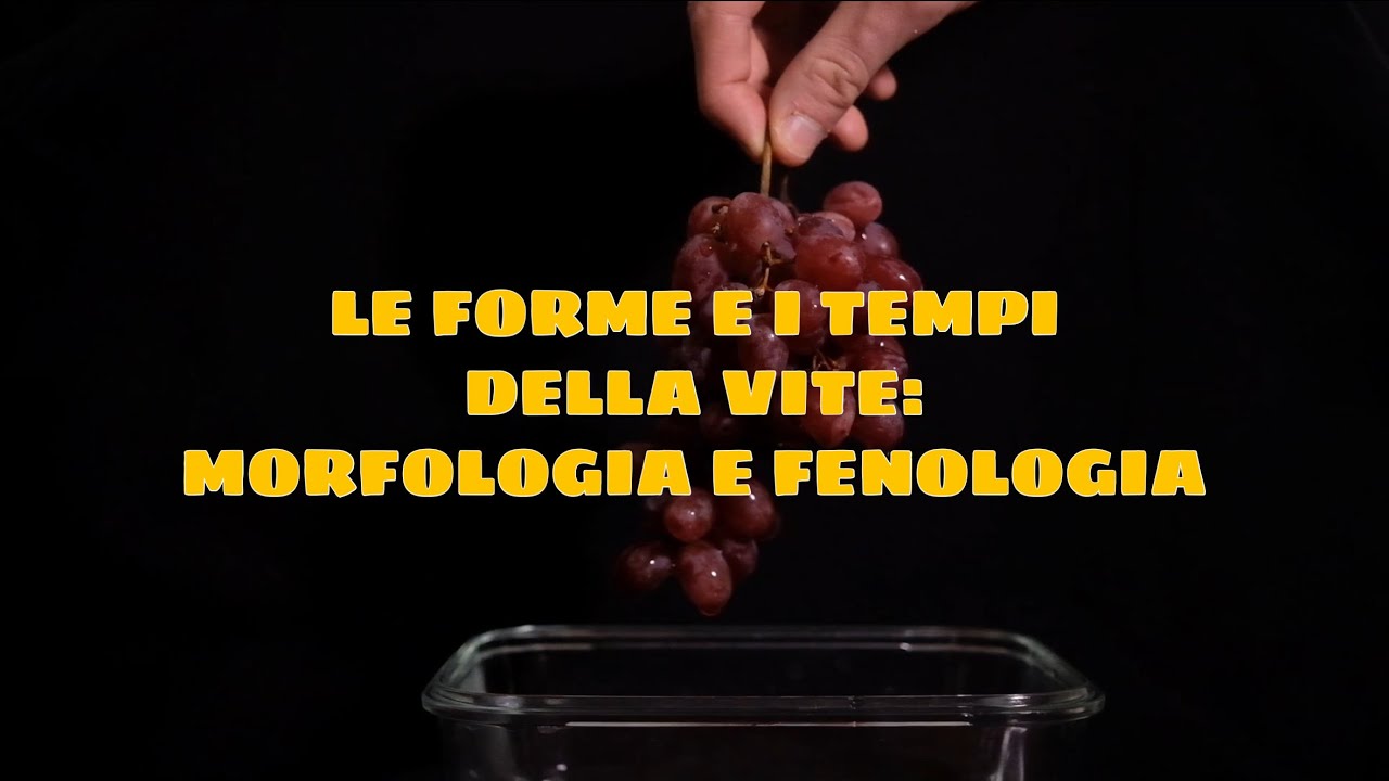 Le forme e i tempi della vite: morfologia e fenologia