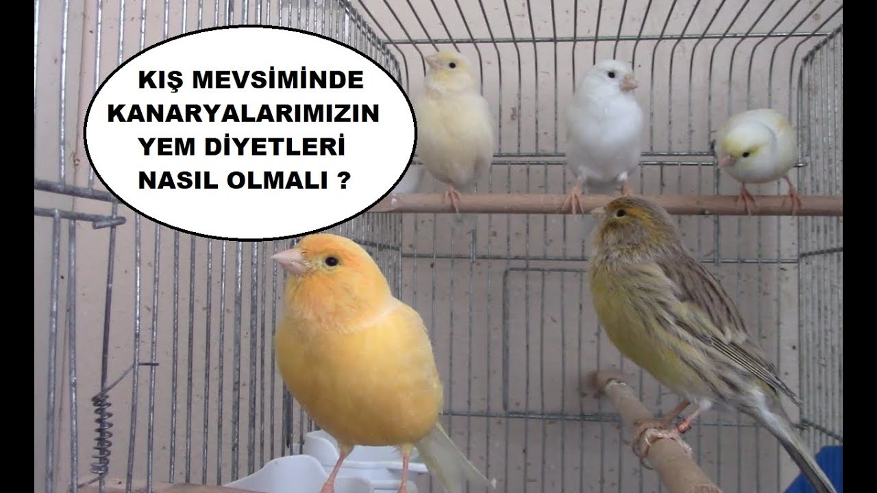 Kış Mevsiminde KANARYALARIN YEM DİYETİ Nasıl Ayarlanmalı ?