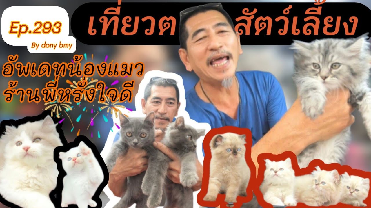 เที่ยวตลาดสัตว์เลี้ยง Ep.293 🐯🐱อัพเดทราคาแมวร้านพี่หรั่ง| #จตุจักร #Chatuchak #แมวน่ารัก #catlover