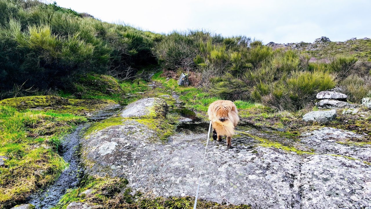 Epic Mountain Hike! PR4 TND Trail Fails & 360° Views with My Dog! Caramulo, Portugal